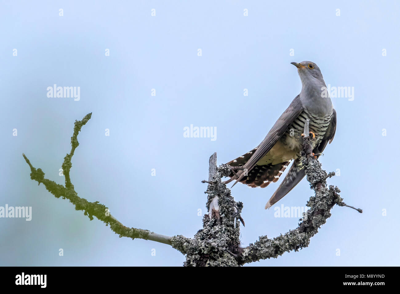 Männliche orientalische Kuckuck singen hoch in Pine Tree über den Ural Ridge, Ural, in der Nähe von Severouralsk. Juni 2016. Stockfoto