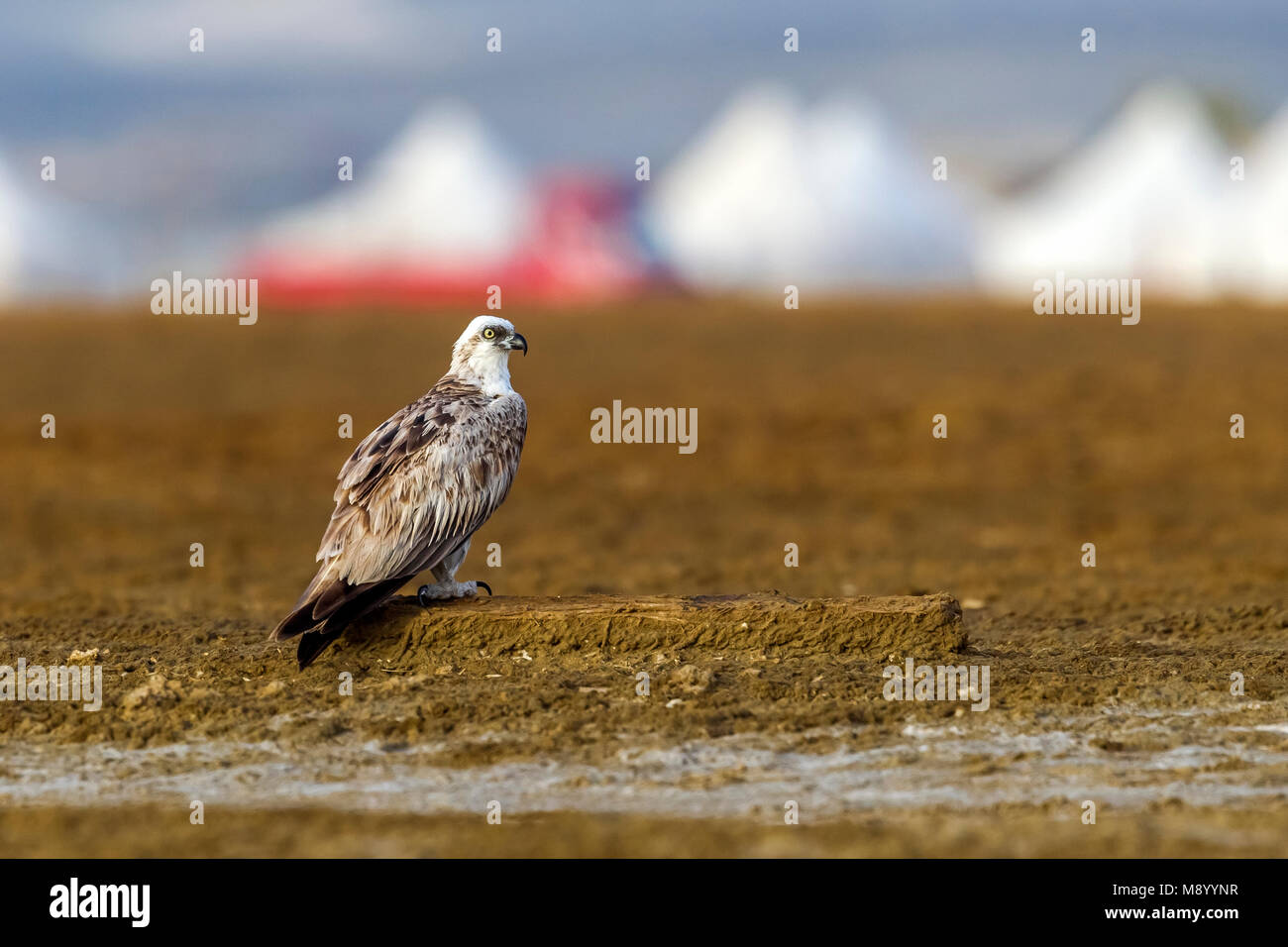 Unreife Osprey sitzen auf dem Boden, Wadi Lahami, Ägypten. Stockfoto