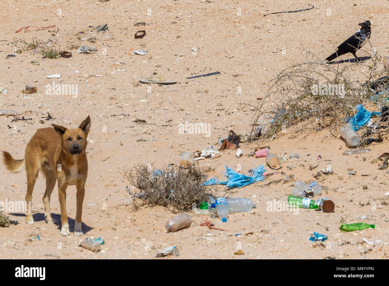 Pied Crow (Corvus albus) Café Chtoukan, Tchtoukan, Westsahara, Marokko. (N 24° 40' 0,7" W 14° 52' 5,8") Vor Kurzem 2 Vögel in westlichen Sahar beschmutzt wurden Stockfoto