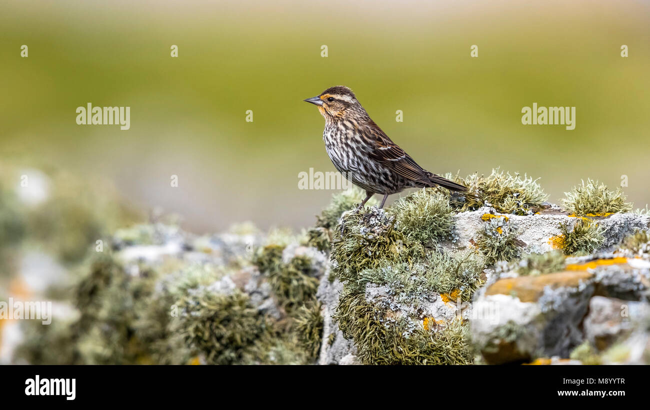 Weiblich Red-winged blackbird thront auf einer Wand in North Ronaldsay, Orkney Inseln. 14. Mai 2017. Stockfoto