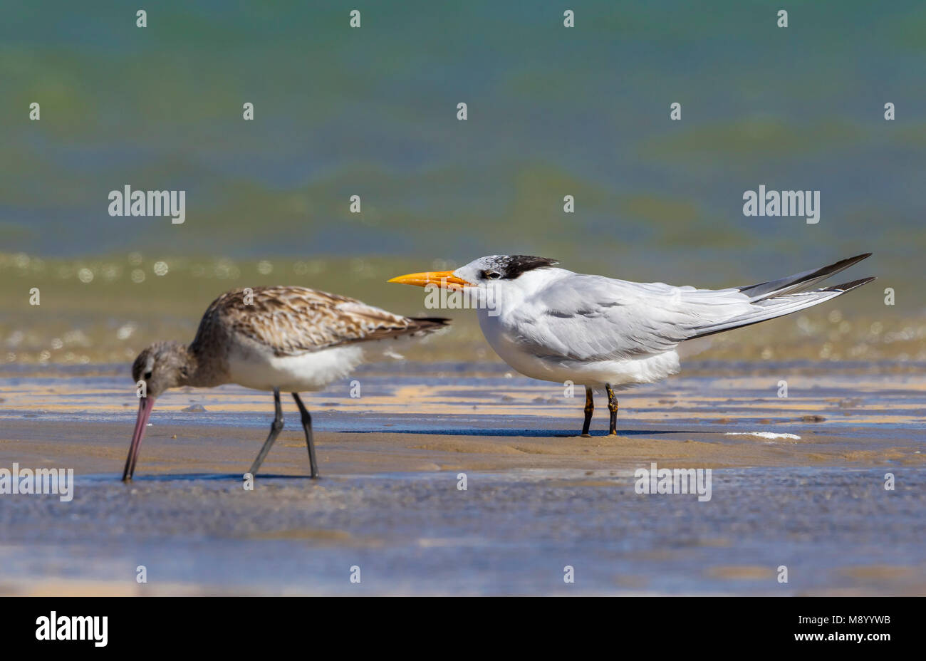 Dieser Vogel war in Dakhla Bay am Strand gefunden. Bar-tailed Godwit nur Vergangenheit vor der Royal Tern. Stockfoto