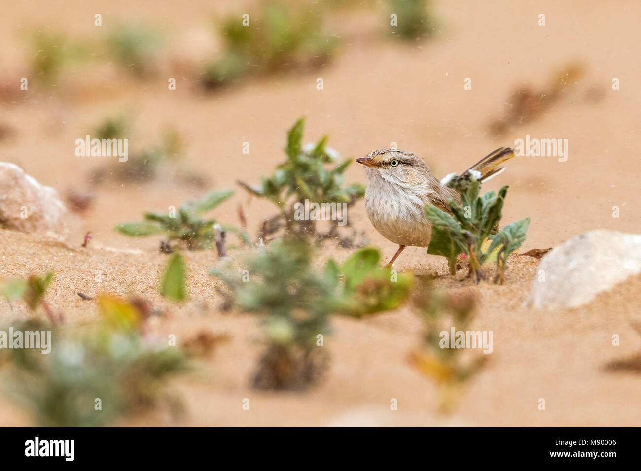 Nach gestreift Scrub-Warbler sitzen auf dem Sand unter sandy Sturm im Süden von Marokko. Stockfoto