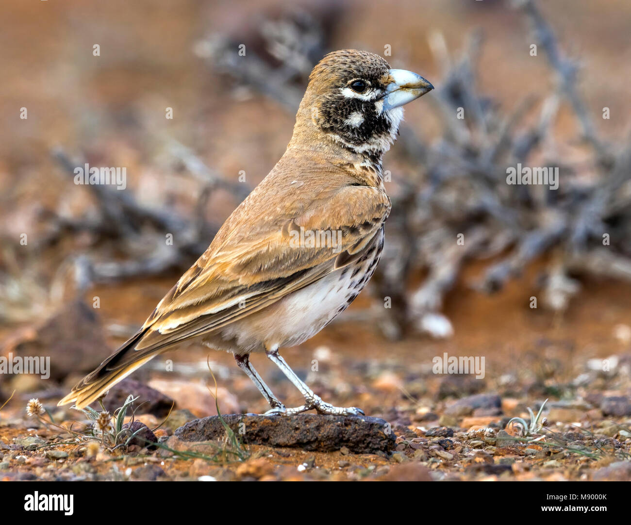 Erwachsene männliche Thick-billed Lerche sitzt auf Felsen, Guemline km 22, Marokko. März 2011. Stockfoto