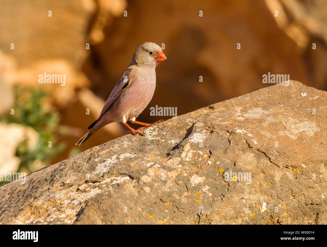 Trompeter Finch auf einem Stein saß, Fuerteventura, Kanarische Inseln. Januar 2016. Stockfoto