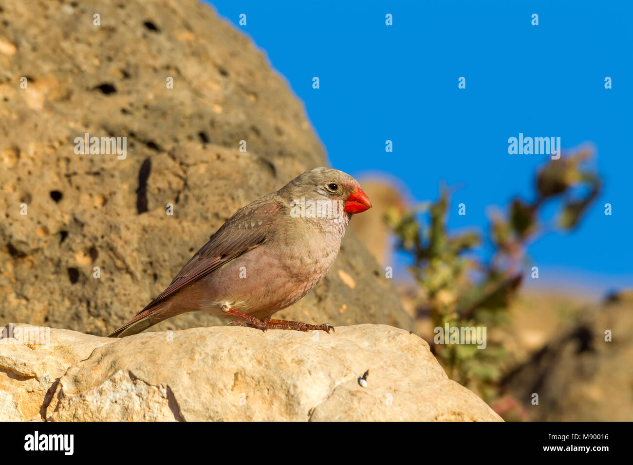 Trompeter Finch auf einem Stein saß, Fuerteventura, Kanarische Inseln. Januar 2016. Stockfoto