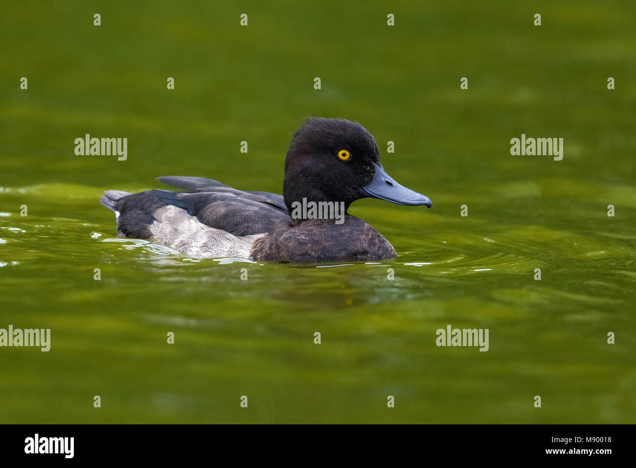 Männliche Mauser Reiherente segeln in Zaventem See, Brabant, Belgien. August 2017. Stockfoto