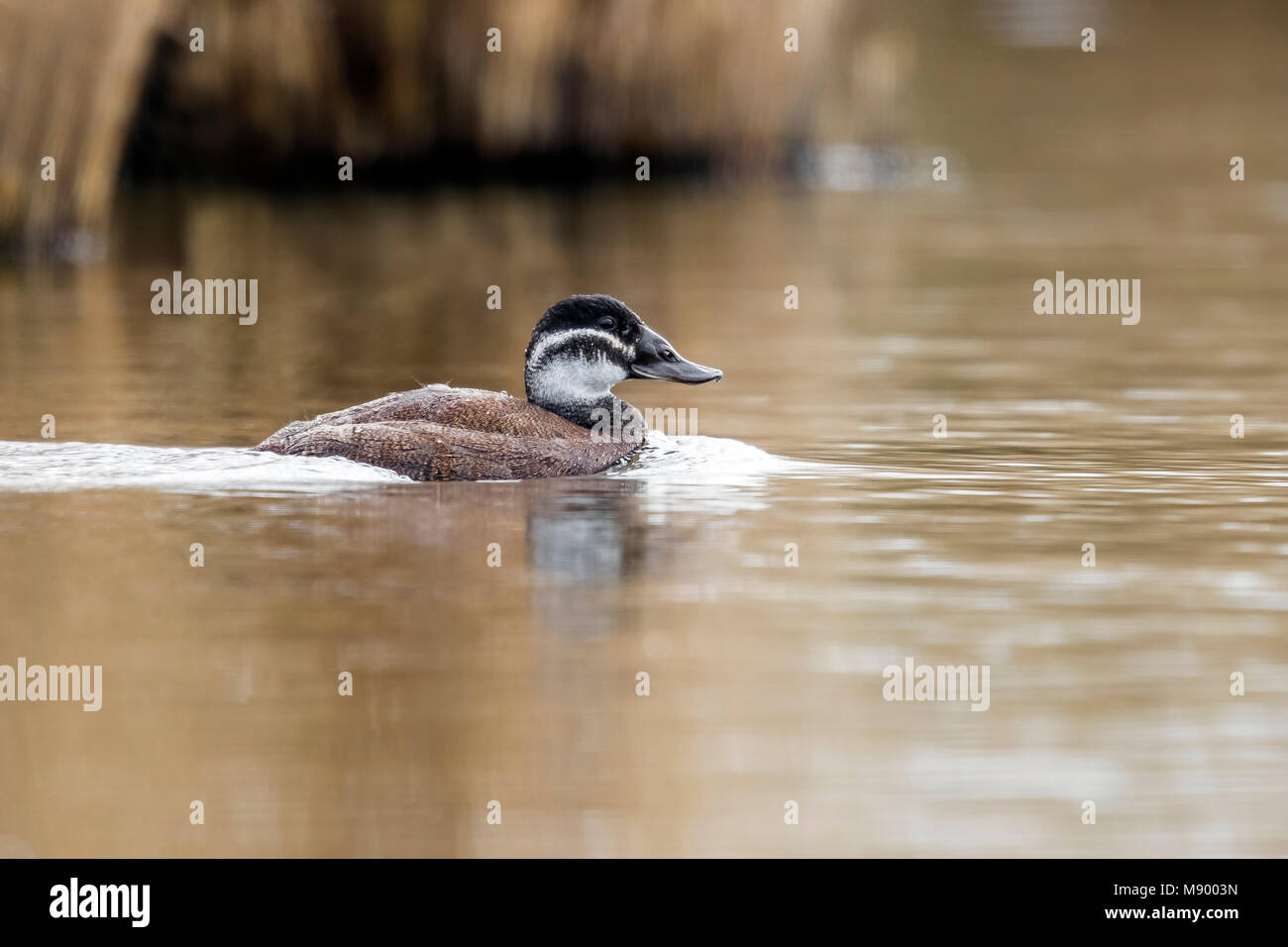 Female White-headed Duck schwimmen in der Schwimmhalle in der Nähe von Kallo, Antwerpen, Belgien. April 2017. Stockfoto