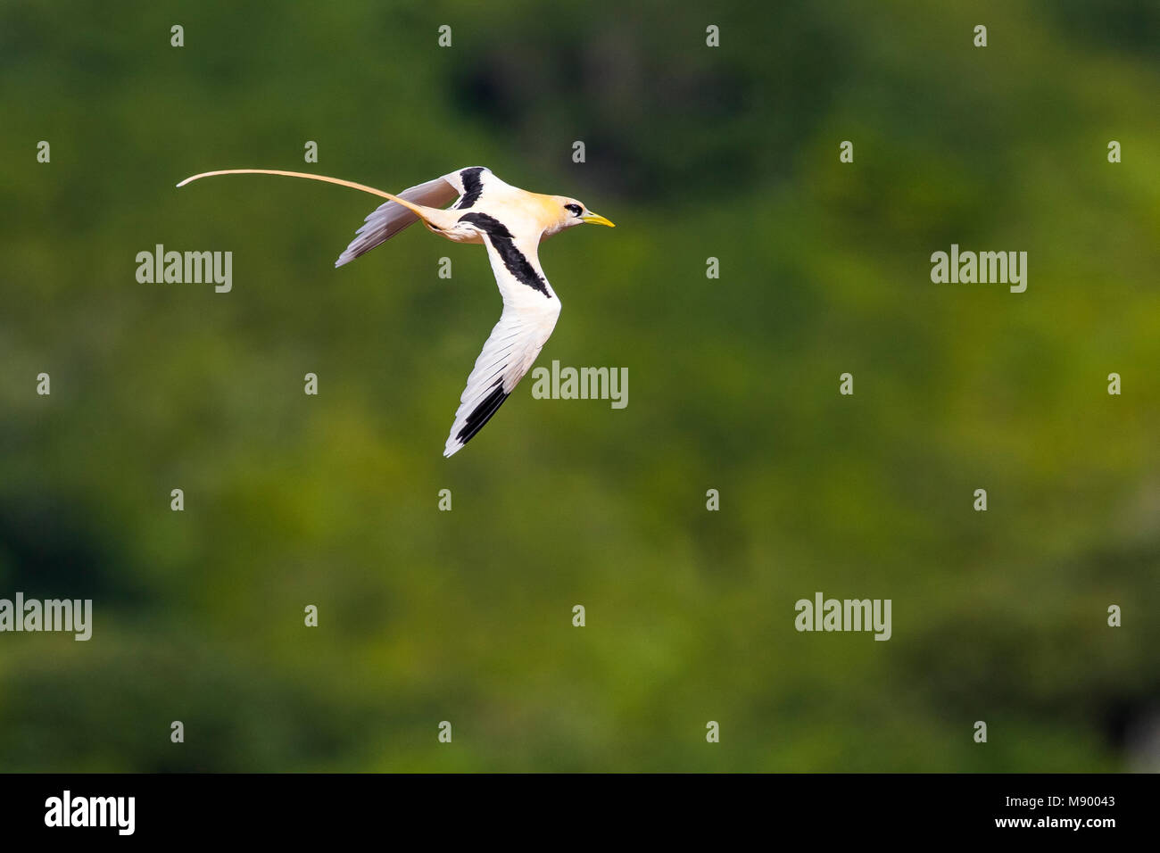 Vogel Bild von Vincent Legrand Stockfoto