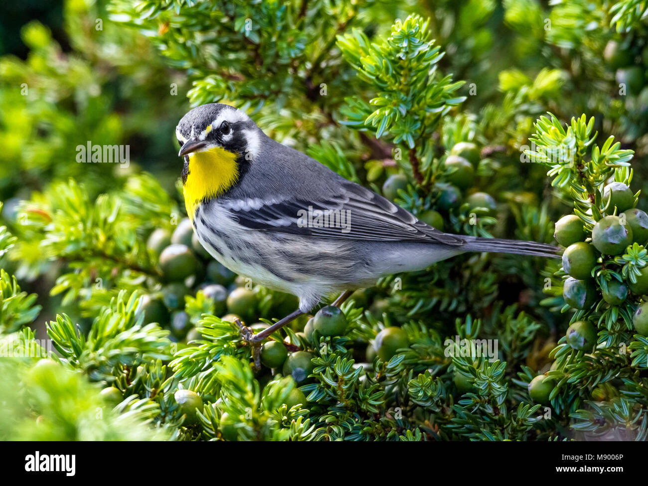 Erste winter weiblich Gelb-Warbler in Leuchtturm Tal, Corvo, Azoren throated. Oktober 17, 2013. Erste für WP. Stockfoto