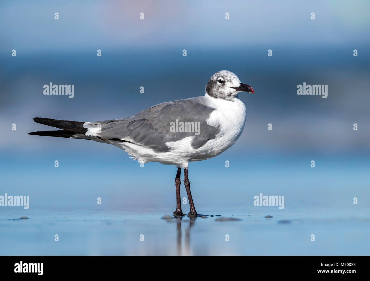 Laughing Gull sitzen auf einem Beach, North Wildwood, New Jersey. August 2016. Stockfoto