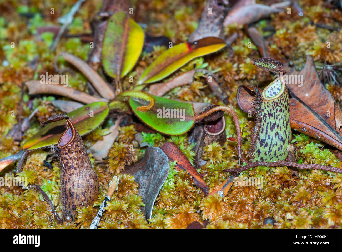 Krug Pflanzen, Nepenthes stenophylla, auf dem Waldboden, Maliau Becken, Sabah, Malaysia, Borneo, Stockfoto