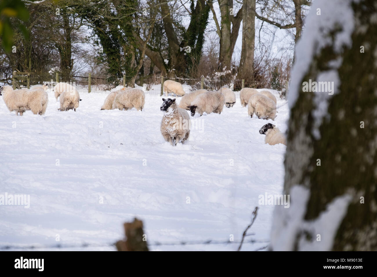 Winter Landwirtschaft Schafe im Schnee Stockfoto
