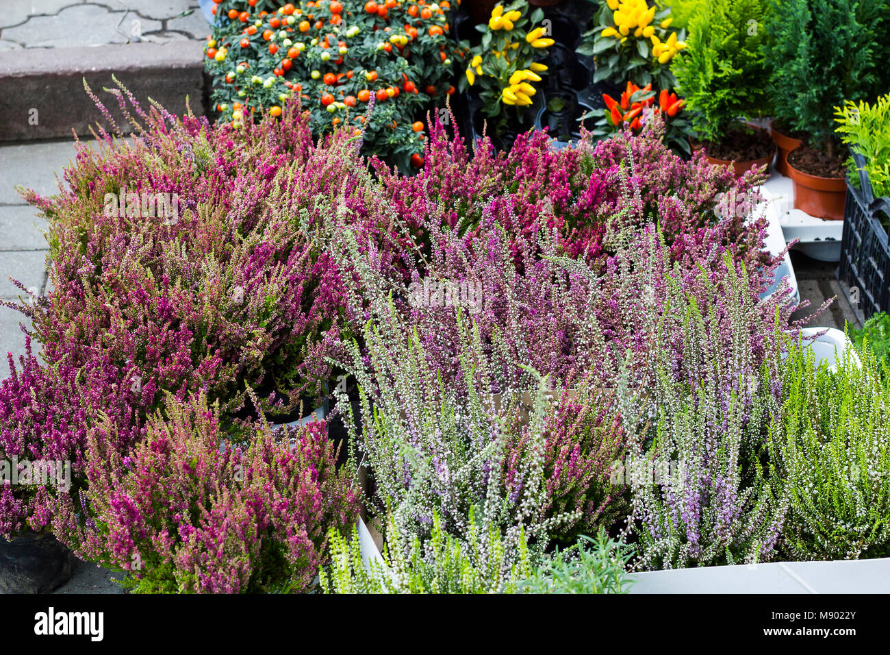 Calluna vulgaris Blumen in Töpfe im Garten Center verkauft (gemeinsame Heather, Ling bekannt, oder einfach Heather blühende Pflanzen). Schöne rosa und lila Stockfoto
