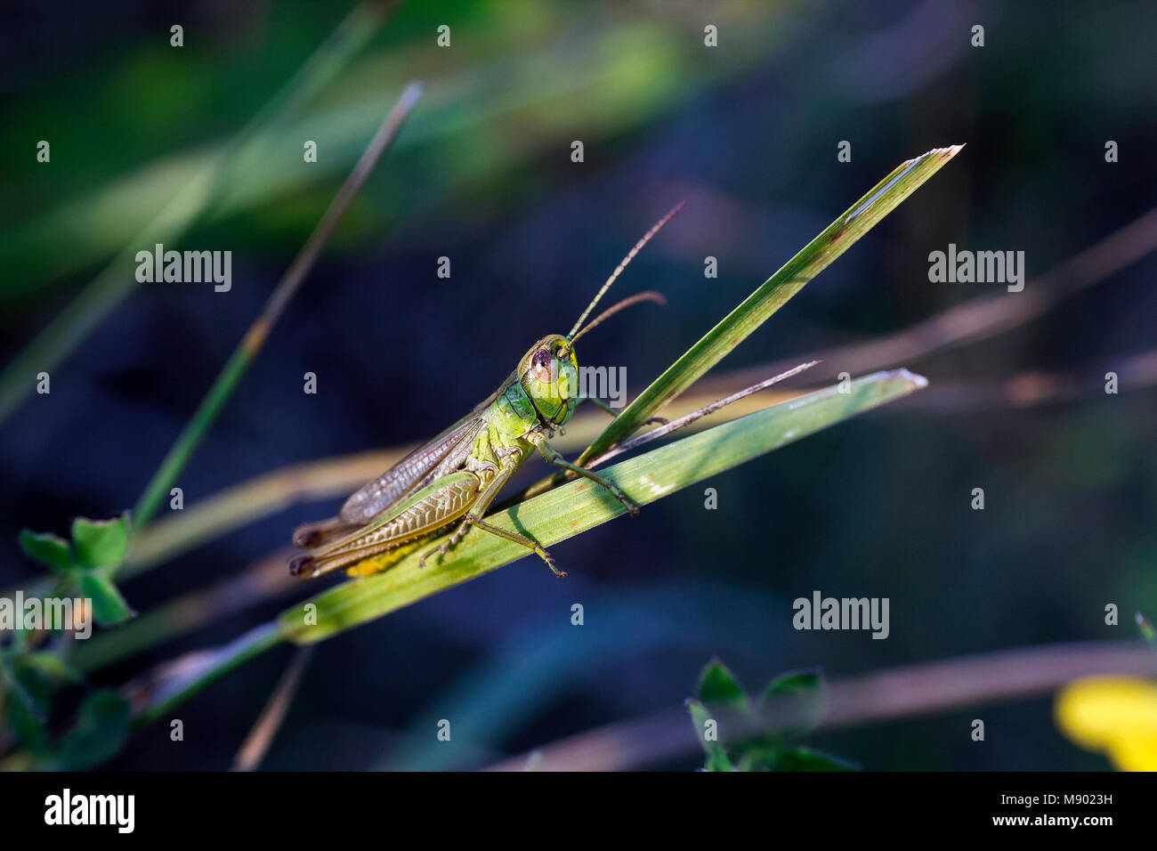 Kleine Grüne Heuschrecke sitzt auf Gras auf sommer feld Stockfotografie