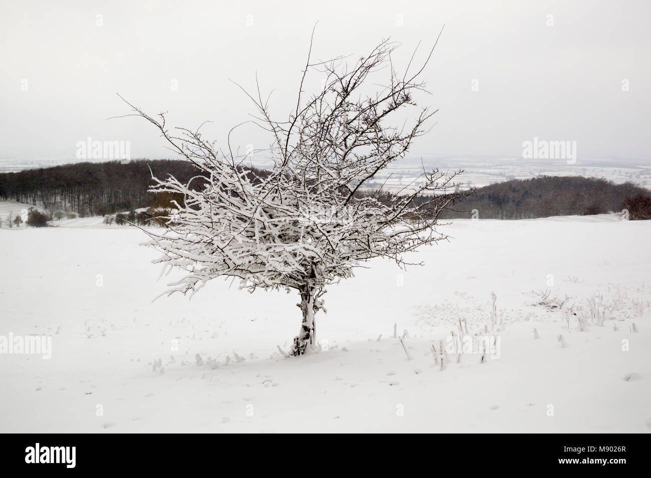 Schnee bedeckt Bush und Winterlandschaft auf der Dover Hill, Chipping Campden, die Cotswolds, Gloucestershire, England, Vereinigtes Königreich, Europa Stockfoto