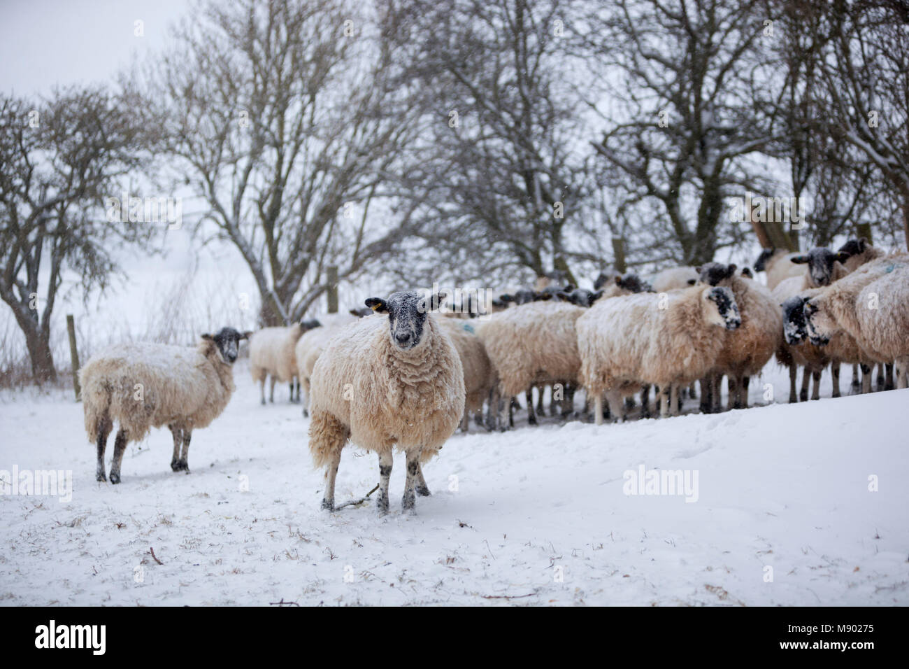 Weiße Schafe gepresst zusammen die Zuflucht von einem Schneesturm, Chipping Campden, die Cotswolds, Gloucestershire, England, Vereinigtes Königreich, Europa Stockfoto