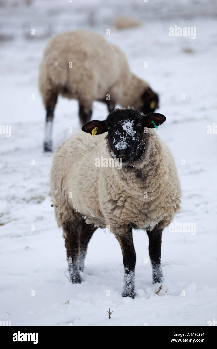 Schwarze Schafe konfrontiert mit Schnee bedeckten Bereich, Chipping Campden, Cotswolds, Gloucestershire, England, Vereinigtes Königreich, Europa Stockfoto