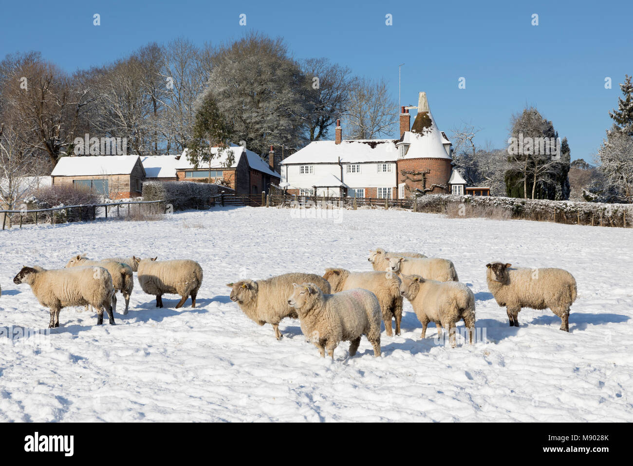 Ehemalige Oast House mit Schafen in schneebedeckten Feld aus öffentlichen Fußweg, Burwash, East Sussex, England, Vereinigtes Königreich, Europa Stockfoto