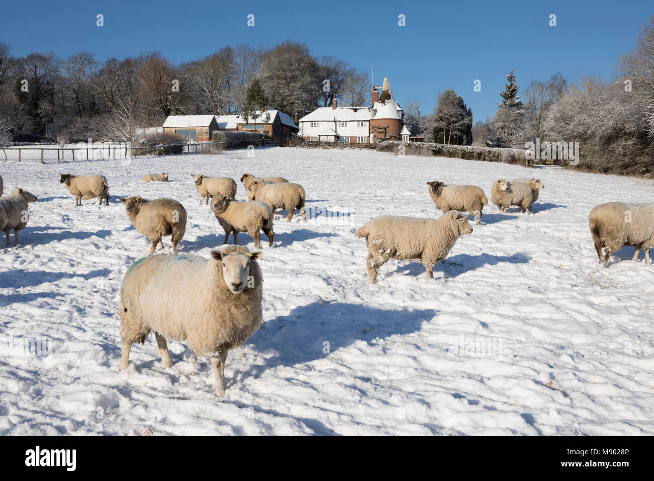 Ehemalige Oast House mit Schafen in schneebedeckten Feld aus öffentlichen Fußweg, Burwash, East Sussex, England, Vereinigtes Königreich, Europa Stockfoto