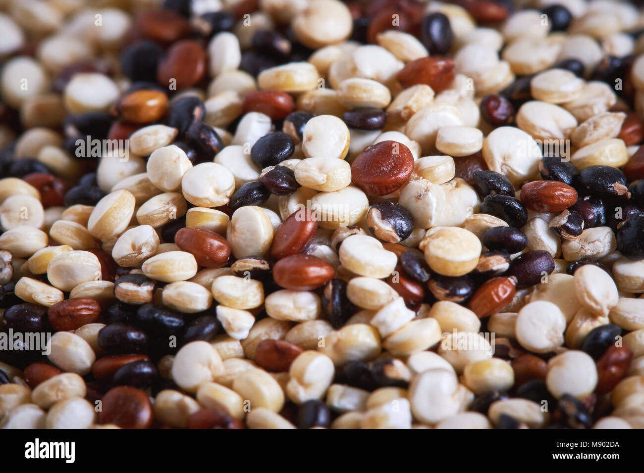 Gemischte raw Quinoa (schisandra Quinoa). Rote, schwarze und weiße Samen mit Stockfoto