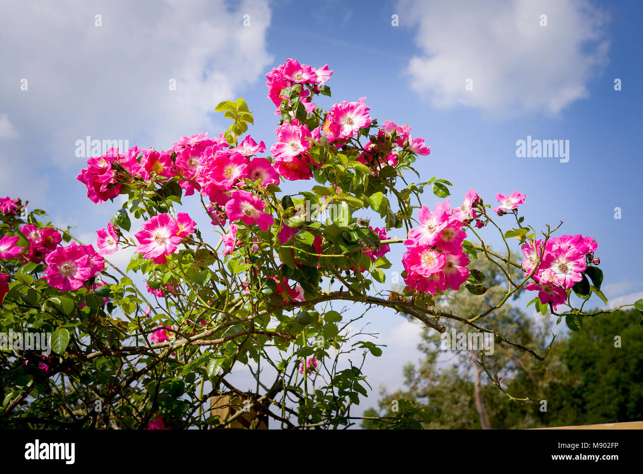 Wandern in Pink und Weiß rose Tree zu Rosa amerikanischen Säule Blüte im Juni in Großbritannien glaubte Stockfoto