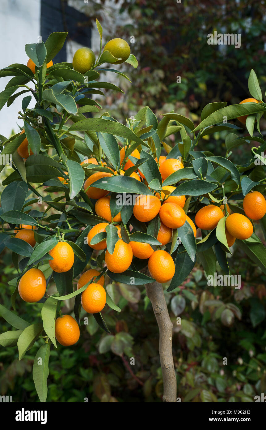 Obst auf einem kleinen Kumquat Baum wächst in einem kleinen Englischen Garten im Mai Stockfoto