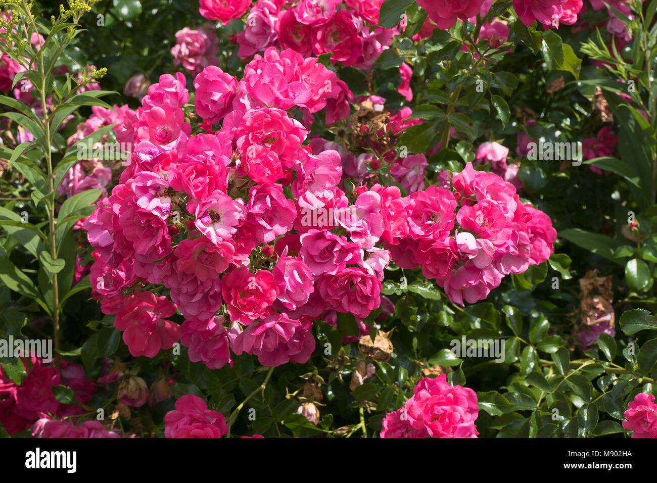 Cluster von Rosa Rosa Blume Teppich Rosen in einen Englischen Garten im Sommer Stockfoto