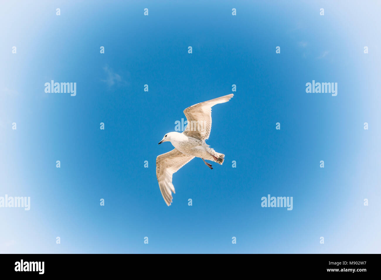 Einsame Möwe im Flug gegen den blauen Himmel. Stockfoto