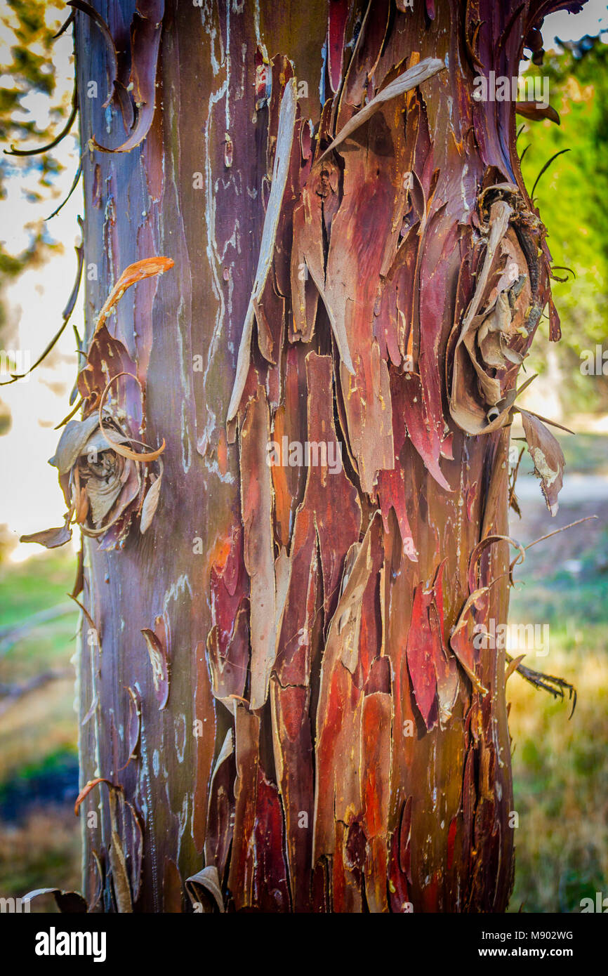 Abblätternde Rinde am Stamm von Sycamore Tree. Stockfoto
