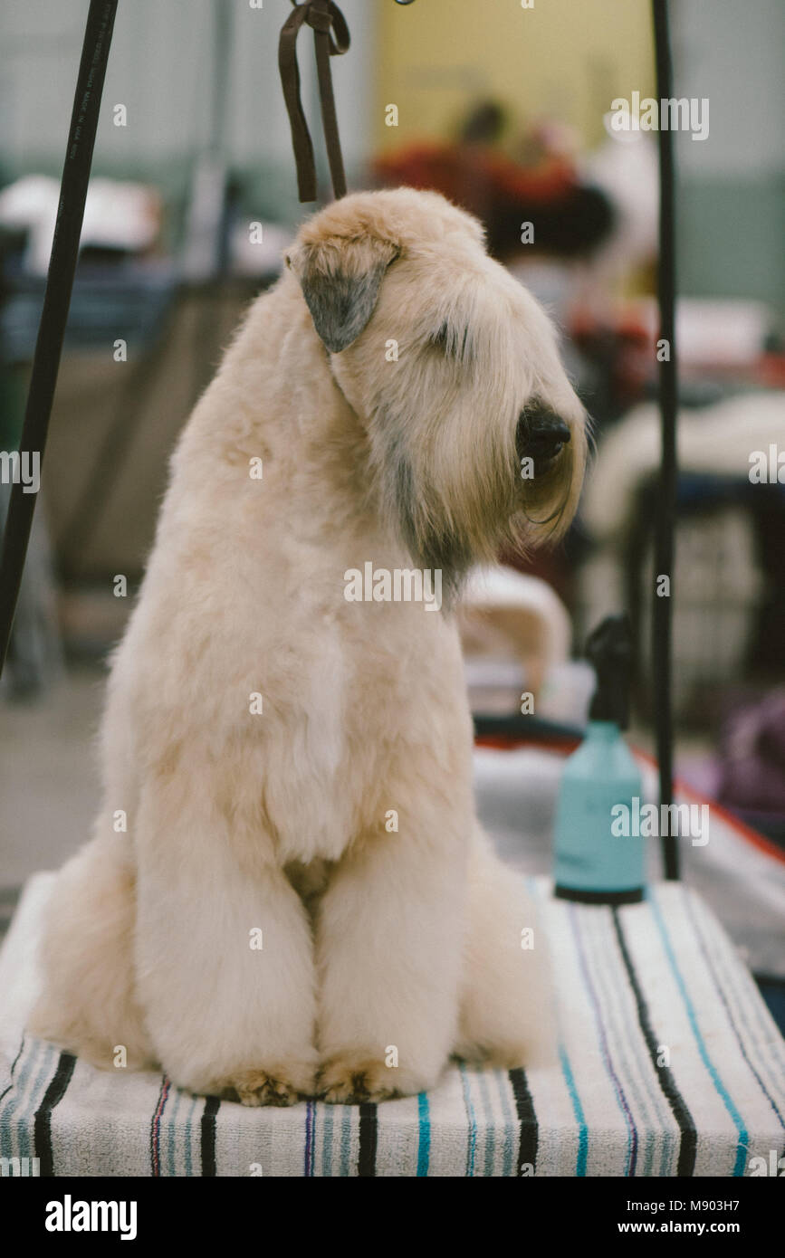 Celtic Classic Dog Show Irish Soft Coated Wheaten Terrier zu einem grooming Station Stockfoto