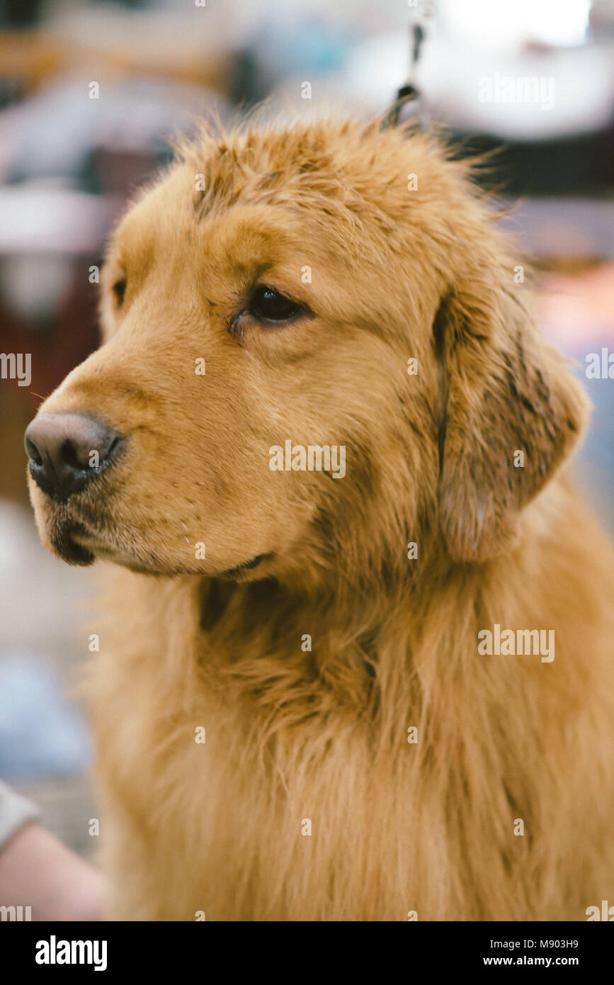 Hund Stockfoto