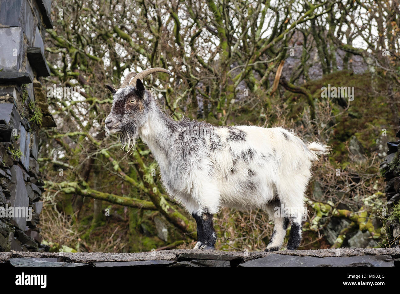 Wilde wilde Ziege auf der Ruinen quarrymen Cottages in stillgelegten Schiefergrube Dinorwig auf Elidir Fawr im Nationalpark Snowdonia, Llanberis Großbritannien Wales Gwynedd Stockfoto