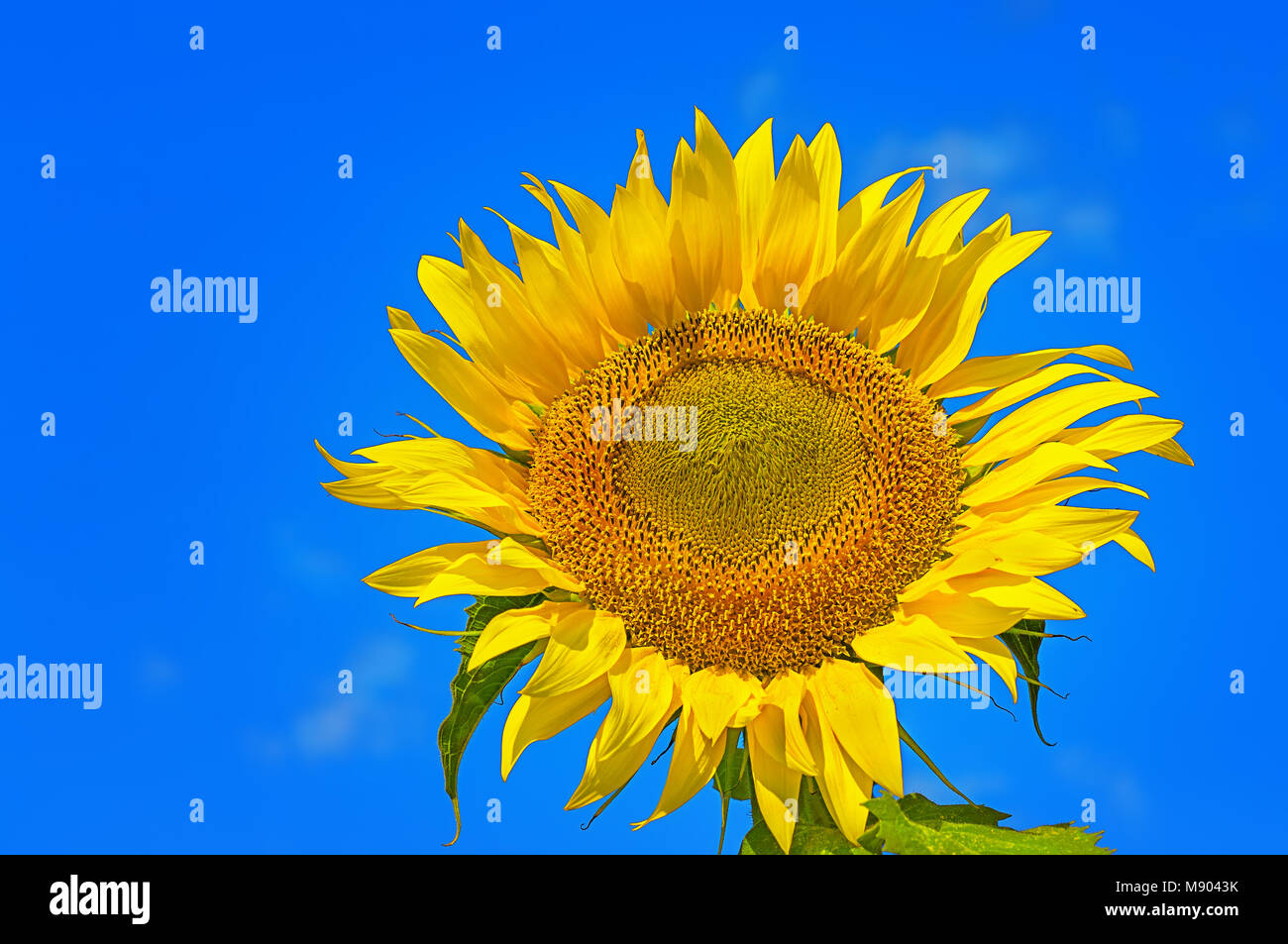 Nahaufnahme der Blüte Sonnenblumen Stockfoto