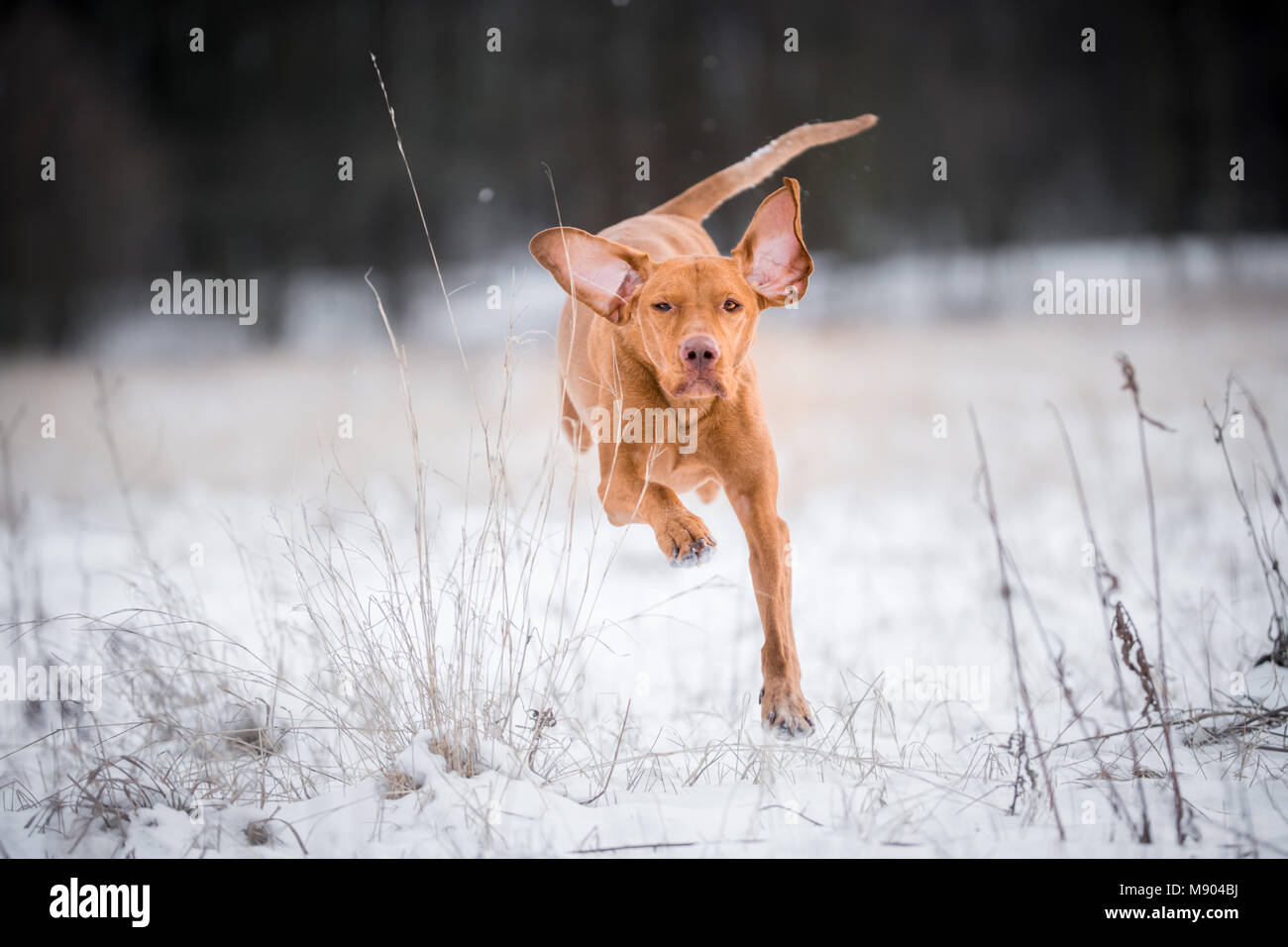 Happy Ungarische Vizsla Zeiger Hund auf Schnee Stockfoto