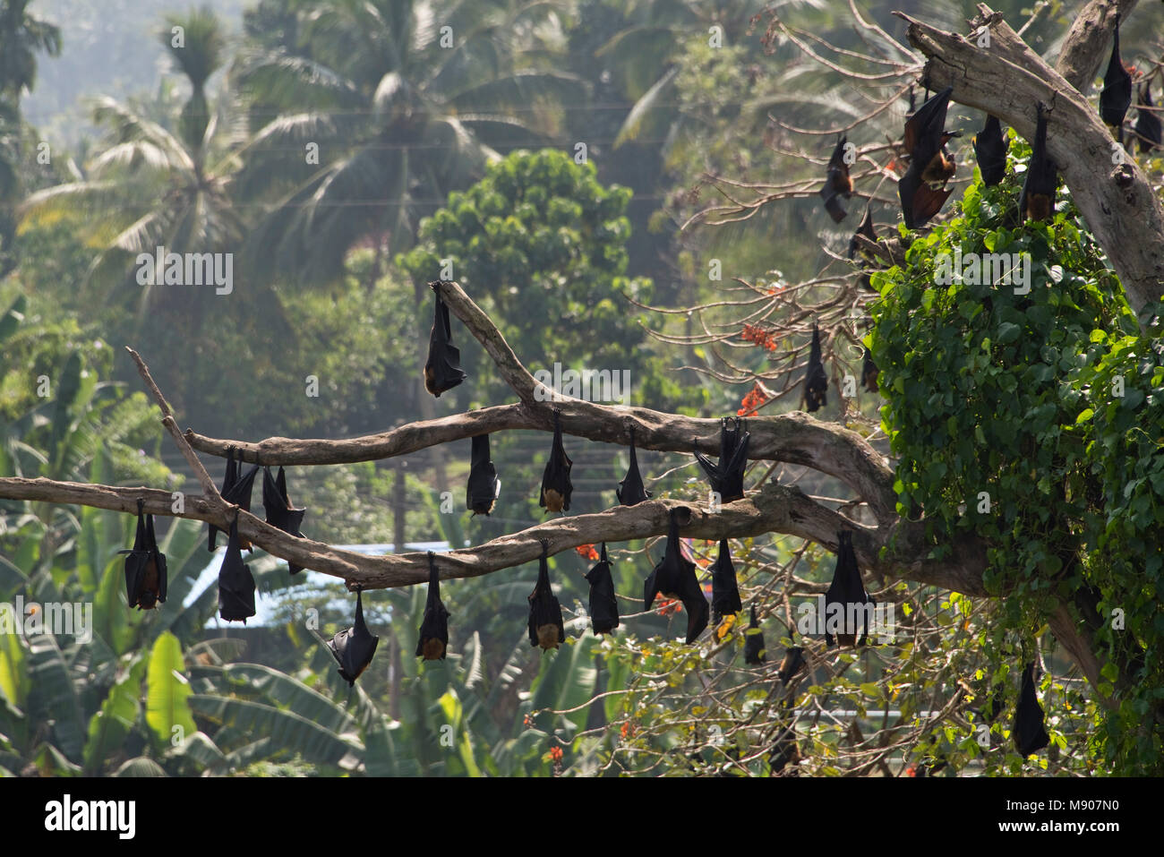 Eine Kolonie Gruppe von Megabats oder Flughunde (Pteropodidae) auf Roost schlafend Nester in einem Baum in Sri Lanka an einem sonnigen Tag. Stockfoto
