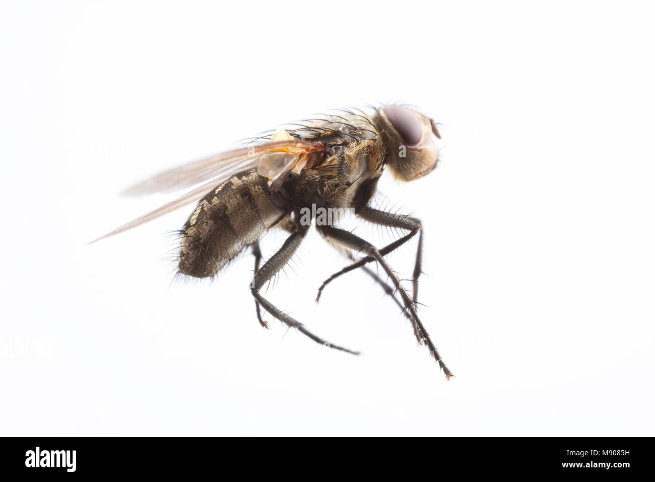 Ein Cluster fliegen, Pollenia rudis, auf einem weißen Hintergrund. Diese Fliegen befallen Wohnungen in großen Zahlen können. England UK GB Stockfoto