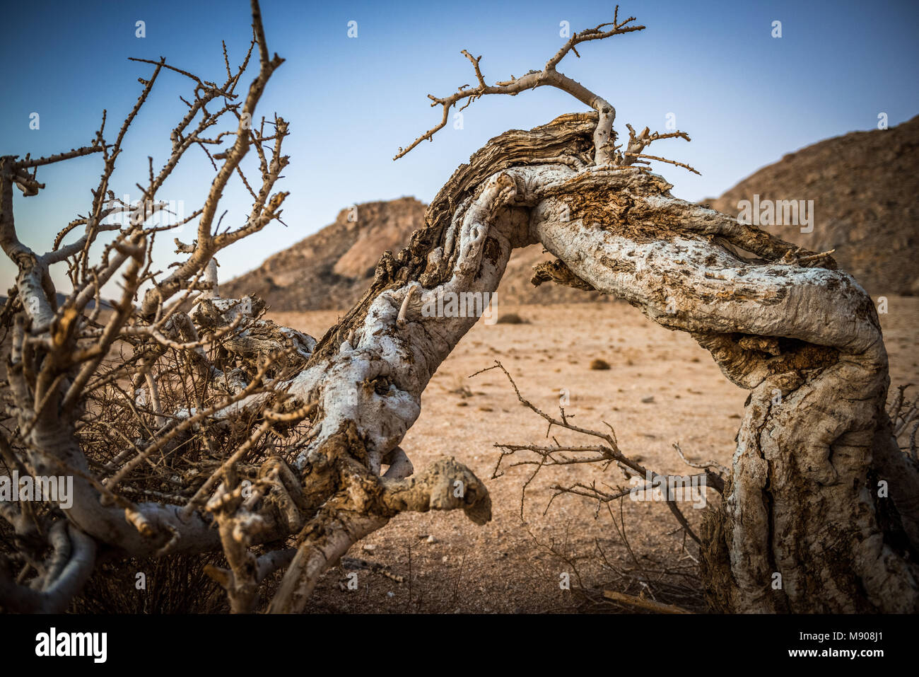 Ein Baum in Namibia's Sperregebiet erfindet sich rauen Klima Extreme in der Wüste zu überleben Stockfoto