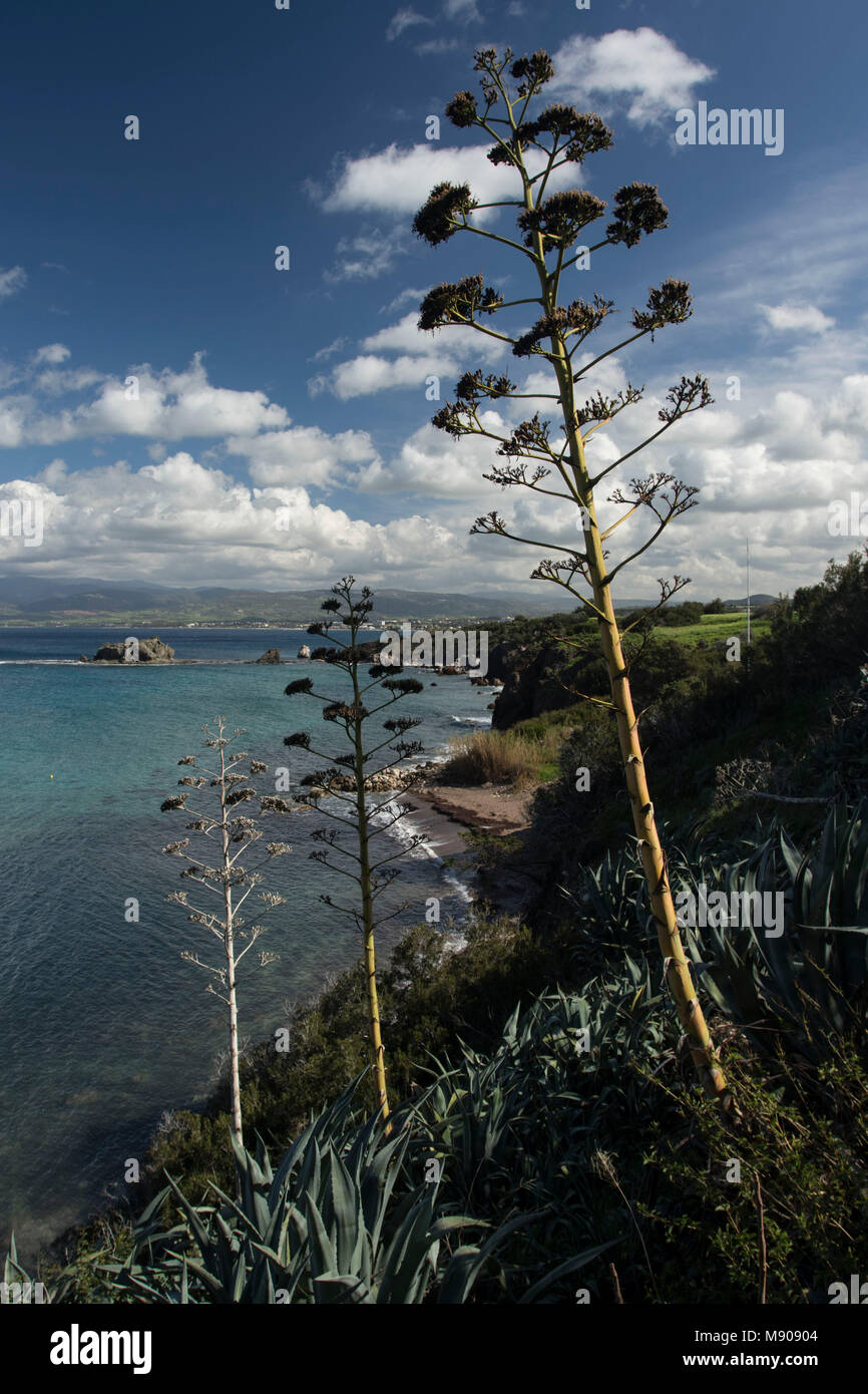Jahrhundert Pflanzen in der marine Landschaft in der Nähe von Polis, Paphos, Zypern, Mittelmeer Stockfoto