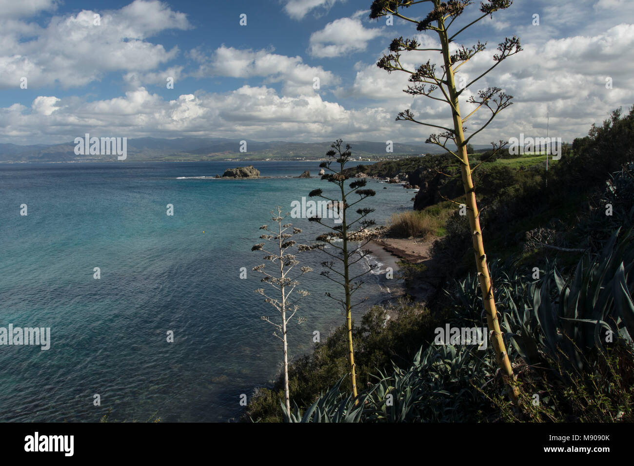 Jahrhundert Pflanzen in der marine Landschaft in der Nähe von Polis, Paphos, Zypern, Mittelmeer Stockfoto