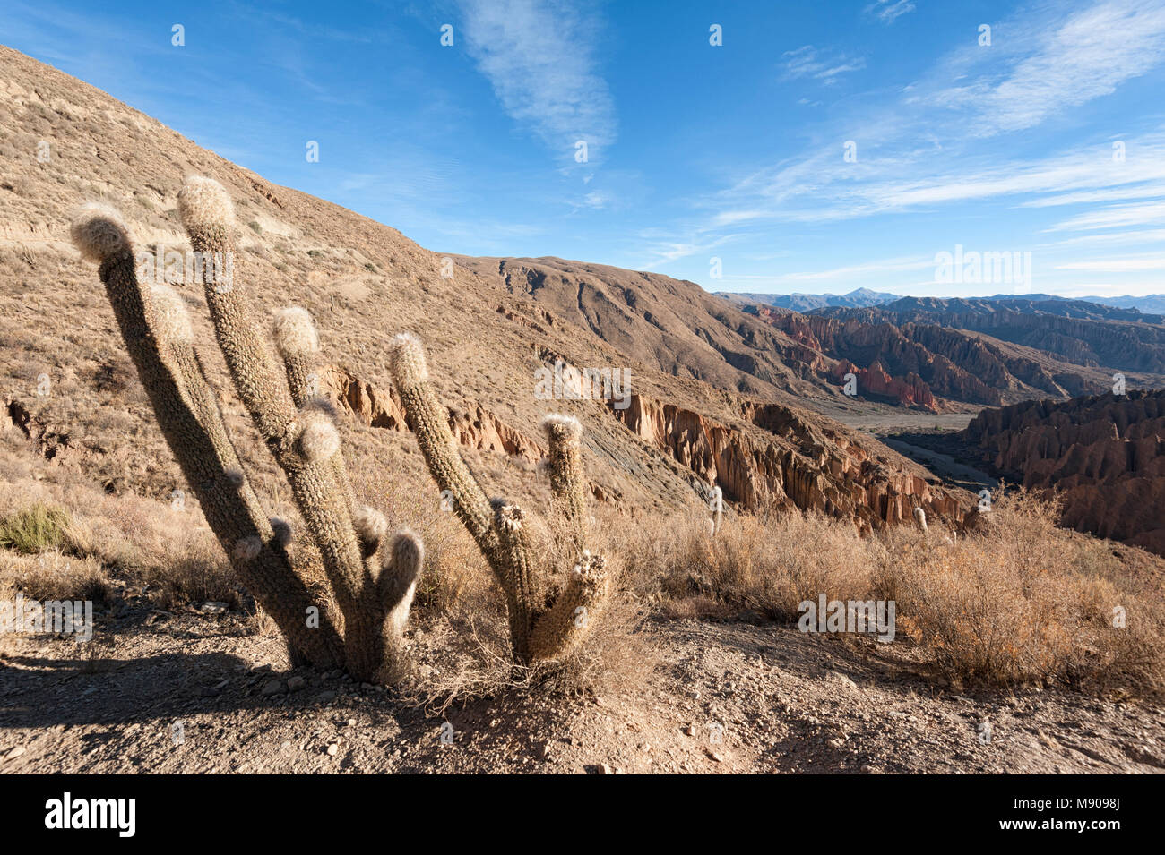 El Sillar Pass in der Nähe von Tupiza, Landschaft rund um die Quebrada de Palala Tal mit Erodierten spiky Felsformationen - Bolivien, Südamerika. Stockfoto