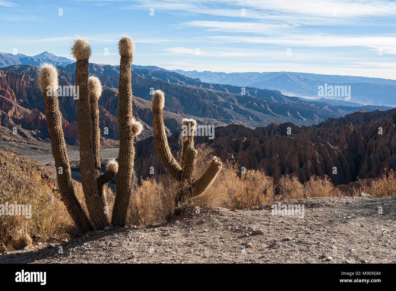 El Sillar Pass in der Nähe von Tupiza, Landschaft rund um die Quebrada de Palala Tal mit Erodierten spiky Felsformationen - Bolivien, Südamerika Stockfoto