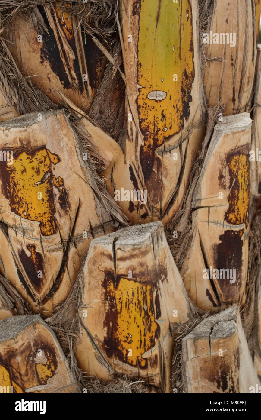 Bunte Baum Muster abstrakte, Paphos, Zypern, Mittelmeer Stockfoto