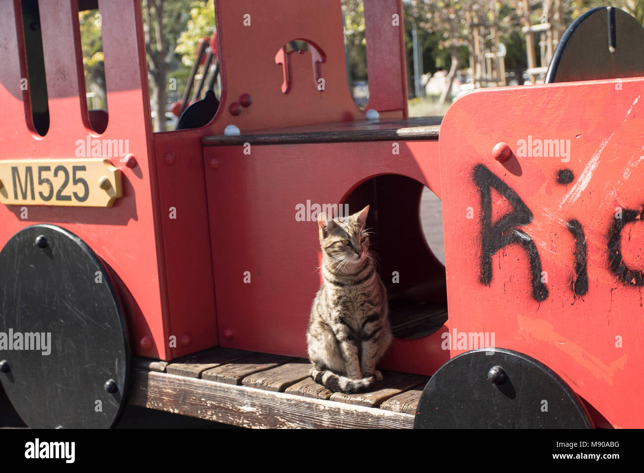 Katze auf Rot spielplatz Zug der Limassol städtischen Gärten im Frühjahr, Limmasol, Zypern, Mittelmeer Stockfoto