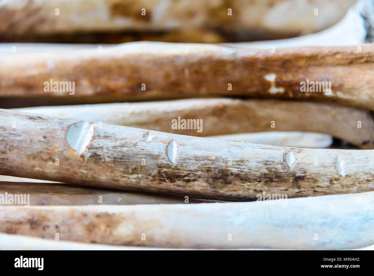 Bein und Arm Knochen zeigt Schnittmarken von Macheten und Schwerter, im Inneren der Gedenkstätte Stupa für die Opfer. Choeung Ek Killing Fields Völkermord Center, Phnom Penh, Kambodscha, wo Zehntausende kambodschanische Volk von der Khymer Rouge im Auftrag von Pol Pot von 1975-1979 getötet wurden. Stockfoto