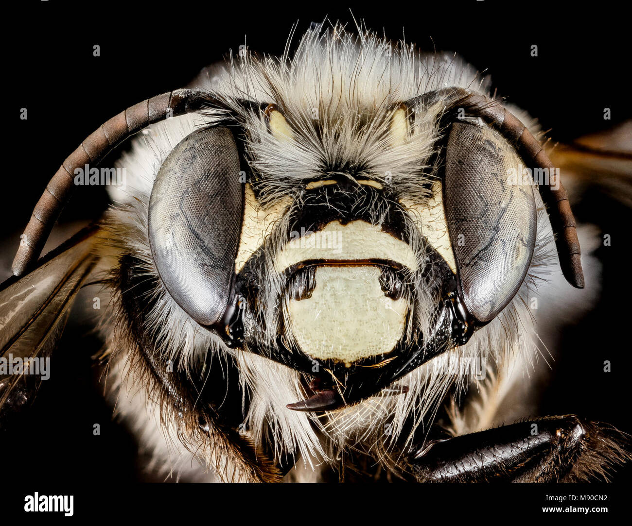 Anthophora ursina, M, Gesicht, Georgien, Fannin County Stockfoto