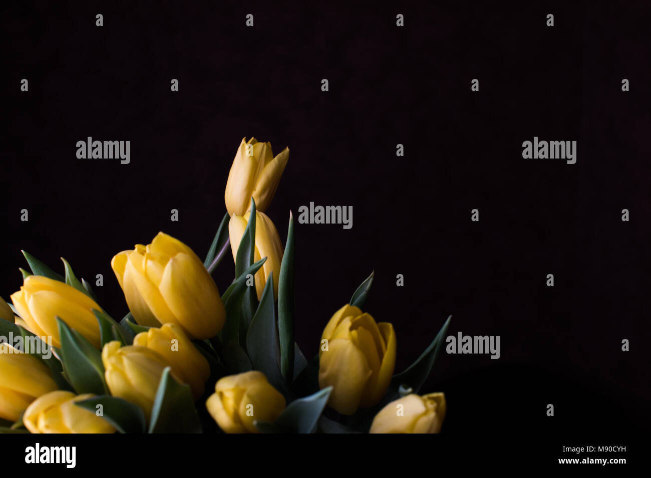 Gelbe Tulpen auf schwarzem Hintergrund. Frühling - Poster mit Freier Text. Stockfoto
