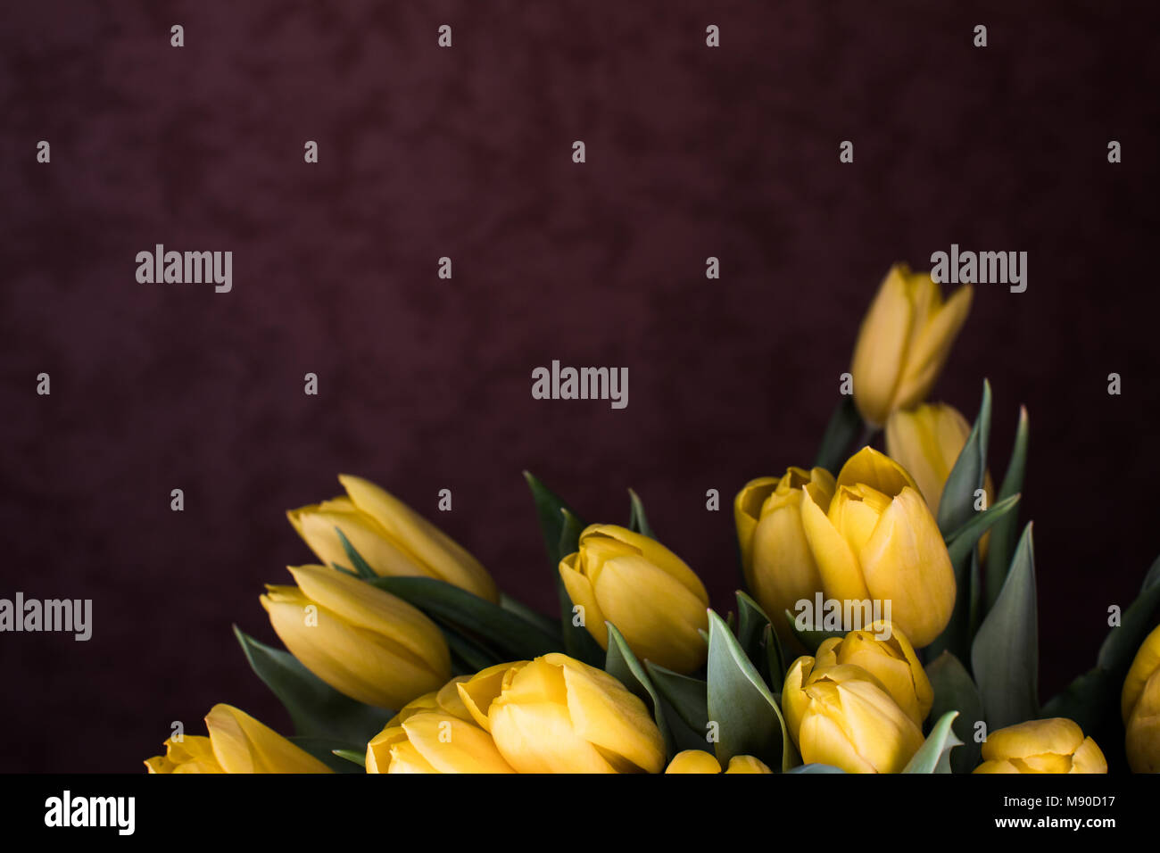 Gelbe Tulpen auf schwarzem Hintergrund. Frühling - Poster mit Freier Text. Stockfoto