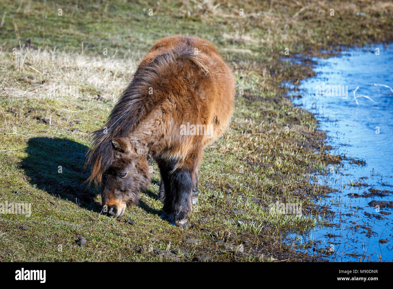 Ein Miniatur Pferd Schürfwunden auf Gras durch den Strom in der nähe von Harrison, Idaho. Stockfoto