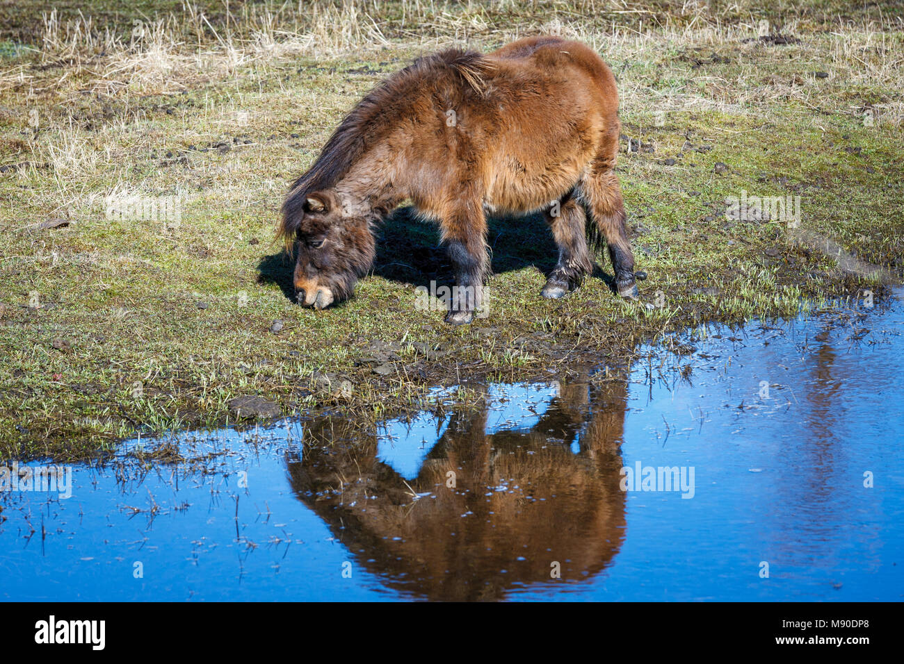Ein Miniatur Pferd Schürfwunden auf Gras durch den Strom in der nähe von Harrison, Idaho. Stockfoto