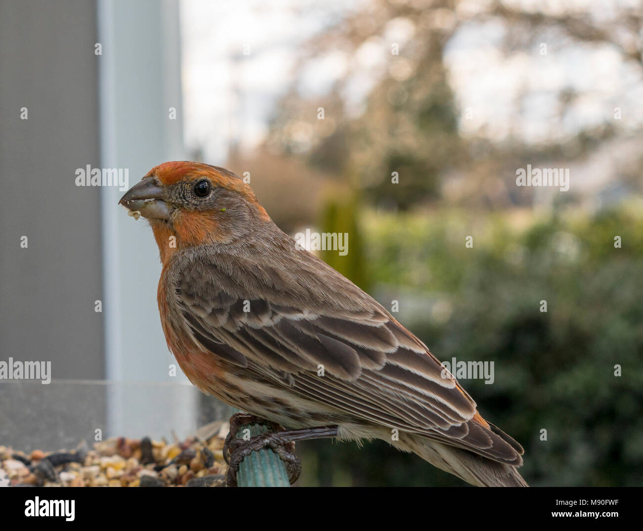 Ein männlicher House Finch blickt in zwischen Bissen Futter für Saatgut Stockfoto